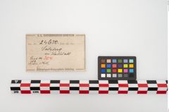 Etikett zu Eisenärmchenbeil (NHMW-PRAE-024650)